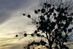 Mistletoe Tree The Parasite