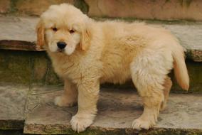 Adorable Golden Retriever Canine dog