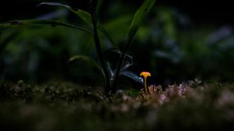 yellow flower in the grass