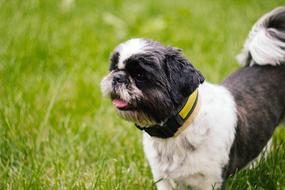 black white dog on the grass