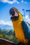 gorgeous Avian Beak