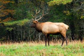 gorgeous Antlers Buck