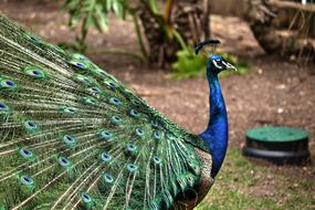 amazing Peacock Colourful