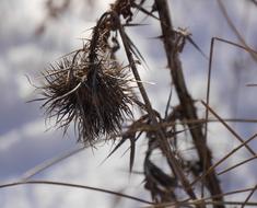 Thistle Autumn Nature