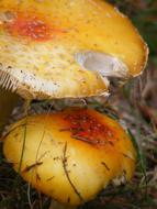 Mushroom Fungus Colorful