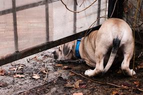 the puppy climbed under the fence