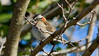 cute little sparrow