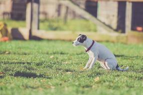 gorgeous Blur Breed dog