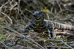 Close-up of the colorful and beautiful, patterned lizard, among the colorful grass and dried twigs