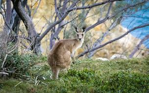 amazing kangaroo