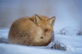 curled up fox