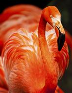 charming Flamingo Avian