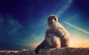 Animal Monkey Outdoors in a mystical landscape