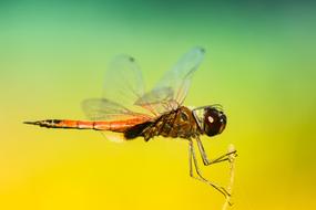 Dragonfly Insect on a colorful background