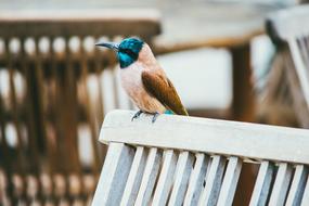 blue-headed bird on a white bench