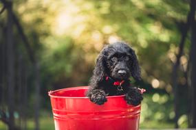 Adorable black puppy dog in red Bucket