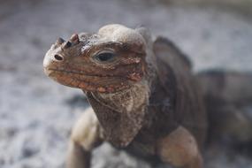 enchanting Animal Lizard