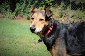 incredible Dog Rescue Shelter