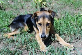 young dog on the grass