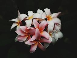 Beautiful Flowers Bloom