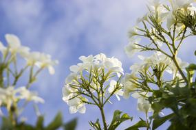 Blossom Flora view