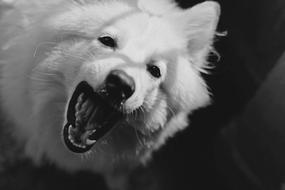 black and white photo of a white barking dog