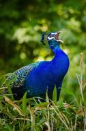 incredible Bird Feathers