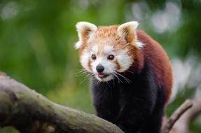 portrait of gorgeous red panda Animal on a Branch