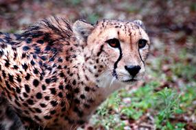 stunningly beautiful Cheetah Animal