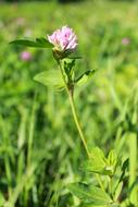 Clover Purple Flower Summer