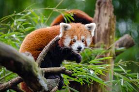 Red panda on a tree branch