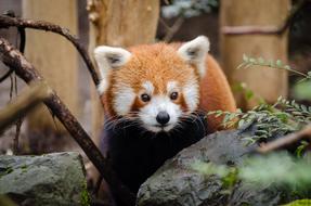 gorgeous Red Panda Cute