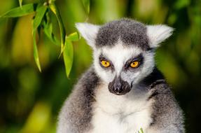 portrait of Ring-tailed lemur