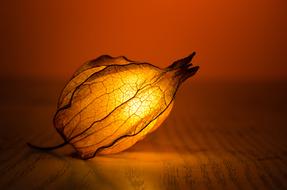 Light Glow Leaf