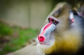 special breed monkey close-up on a blurred background