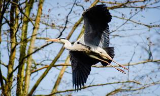gorgeous Avian Bird
