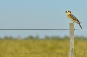 Animal bird on Barbed Wire