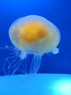 incredibly cute Jellyfish Water