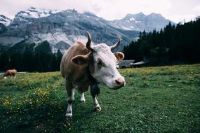 photo of an alpine dairy cow on a background of mountains