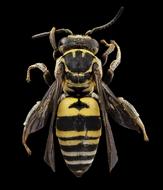 Cuckoo Bee Insect