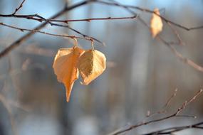 Yellow tree Leaves Winter