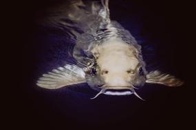 huge catfish in dark water close up