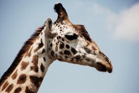 enchanting Animal Giraffe