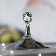 cat is reflected in a large drop of water