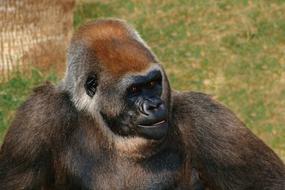 big gorilla in the zoo