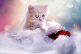 Christmas photo of a cute kitten