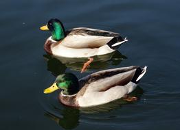two mallard drakes on water