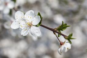 Flower White Makro