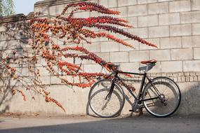 Road Bike Cycles Smile