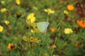 Butterfly White